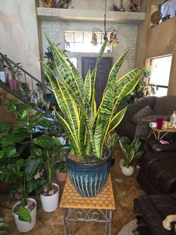 Gorgeous 3ft tall Sansevieria snake plants in new 10in ceramic pot with polished stones