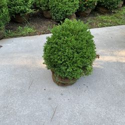 20 Inch Boxwoods