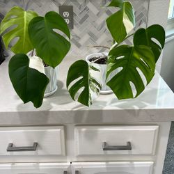 Monstera Albo Plants