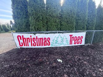 FRESHLY CUT CHRISTMAS TREES 45&UP