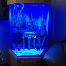 95 Gallon Hexagon Fish Tank