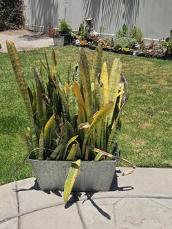 Plants assirted collections..  moving out all must go