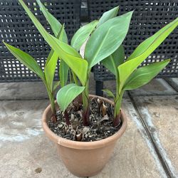 Canna Lily Plants 