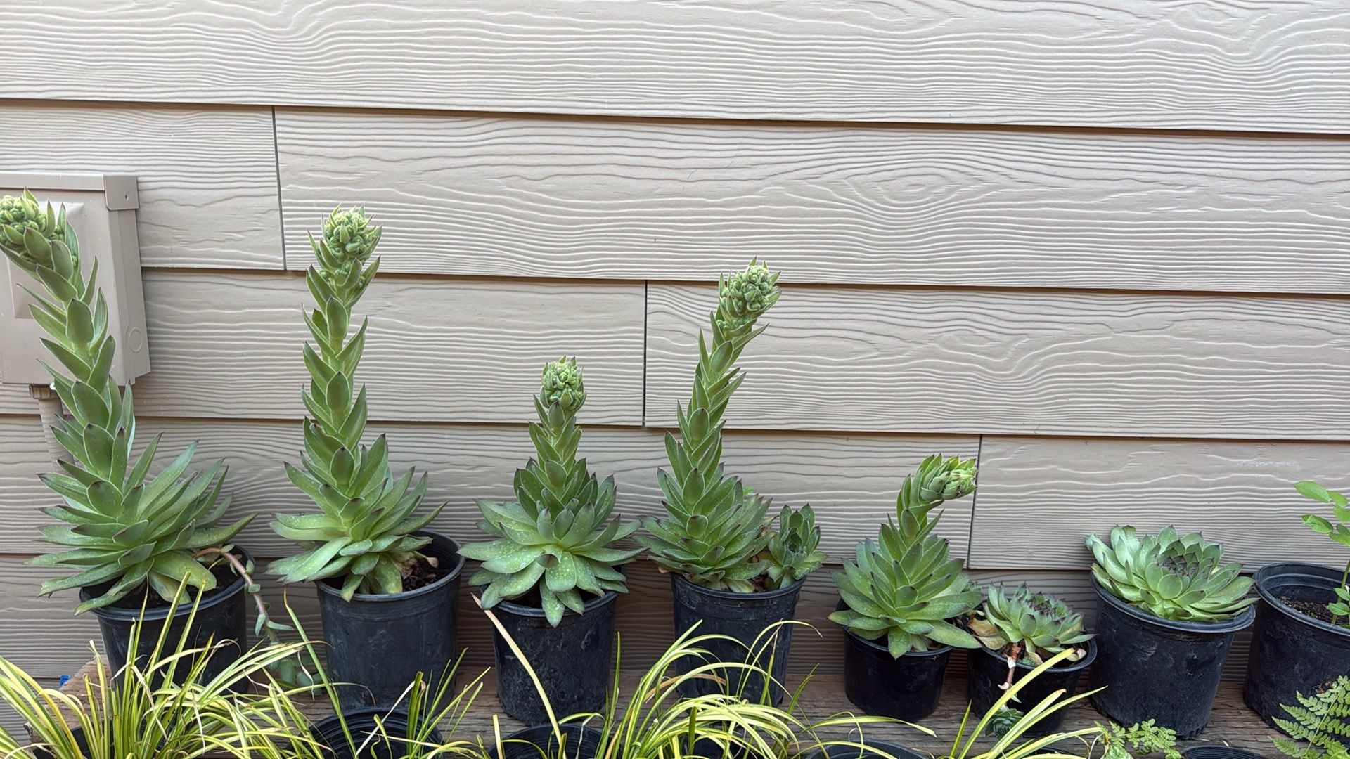 Succulent Plant !!! 5 Each 