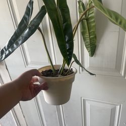 billietiae philodendron 6’