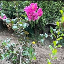 Crape Myrtle