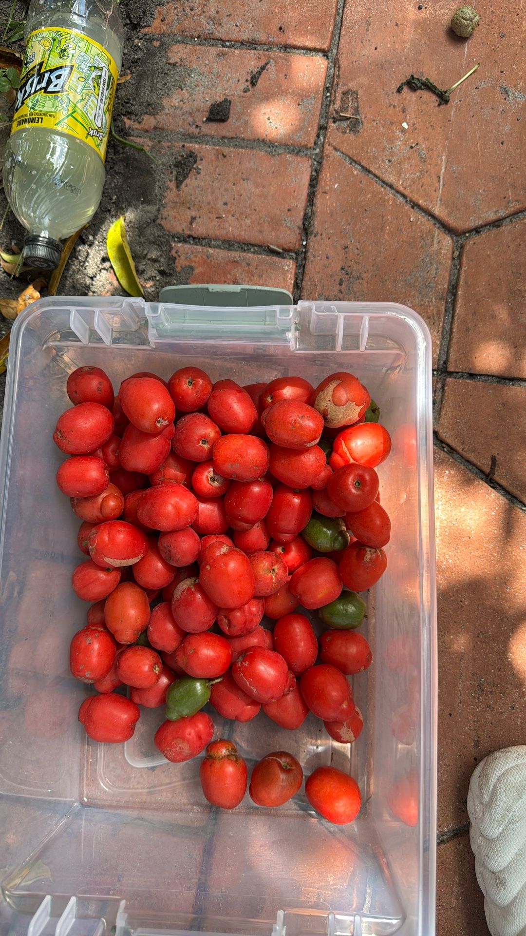 Jocotes, Ciruelas , June Plum