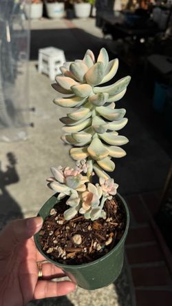Variegated tituban in 4” pot