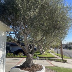 Free Olive Tree – You Dig & Haul