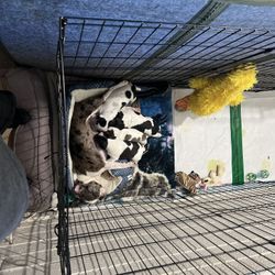 Dog/Puppy Kennel 24 IN W X 26 IN