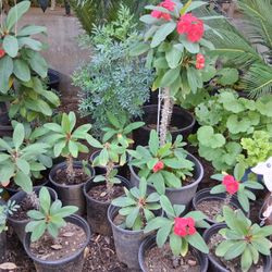 Thorn Of Christ / Corona De Cristo 