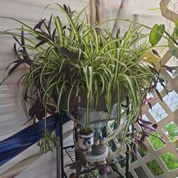 $20.oo Plant,Banning.