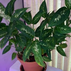 tropical plant