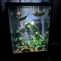 Terrarium For A Gecko