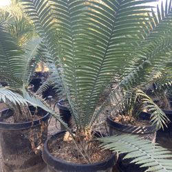 Cycad-Dioon Spinulosum