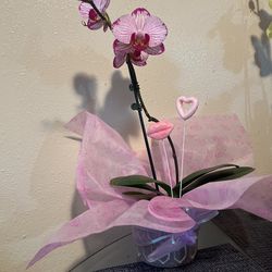 Natural Orchid