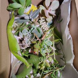 Mystery Succulent Cutting Box