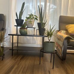 Indoor house plants huge weekend sale