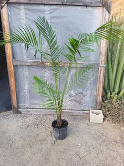Majesty Palm 10" Nursery Pot