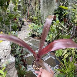 Red Bromeliad Plant
