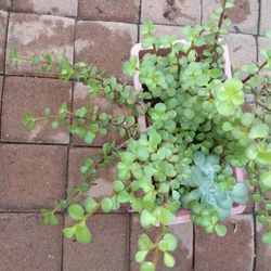 Plantita