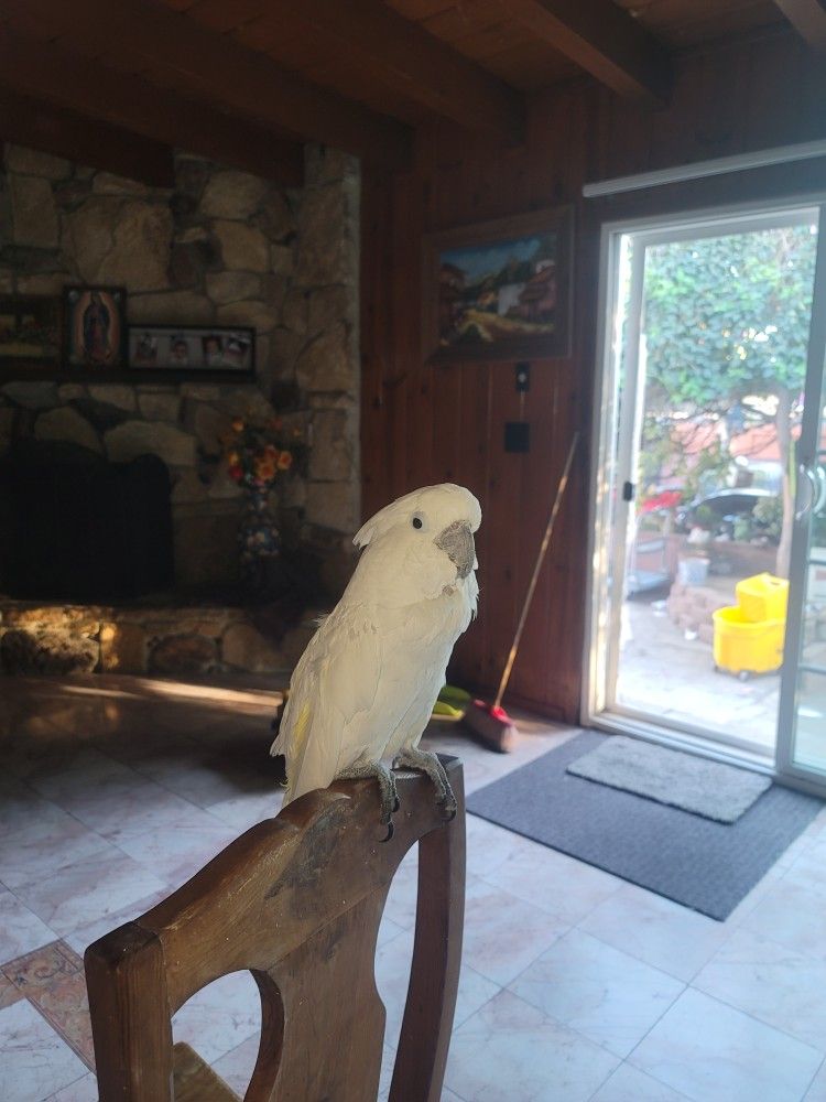 Cockatoo
