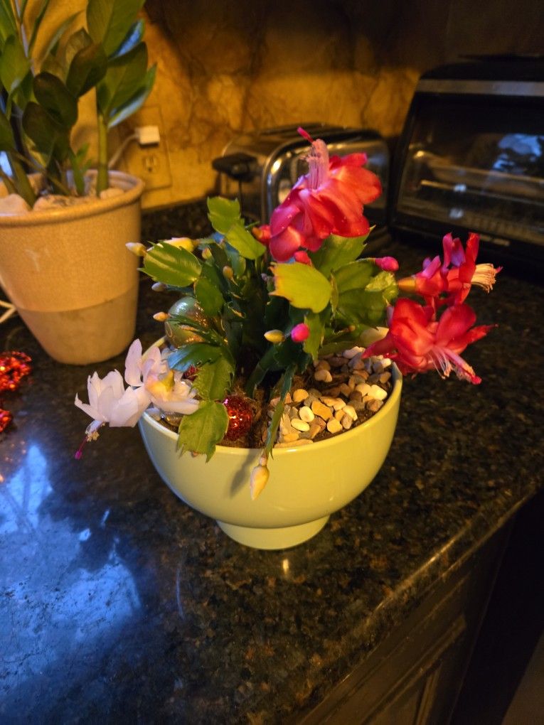 Lovely Mixed Blooming Christmas Cactus In 7in Ceramic Pot 