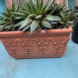 Terracotta Pot and Plants  