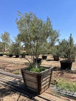 Gorgeous multi trunk fruitless Olive Tree for sale 36 inch box