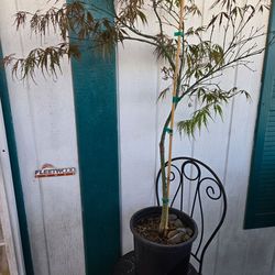 Tamukeyama japanese maple