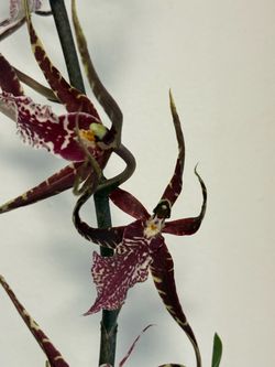 Blooming Spider Orchid Live Plant