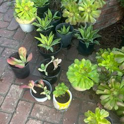 Various Desert Plants