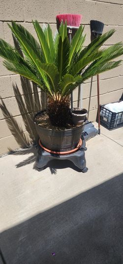 Sigos/Sago Palm. 3 For $150. 1 For $70