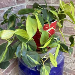 Gorgeous Philodendron Brasil Plant