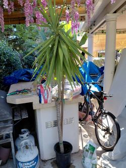 Very large yucca