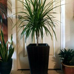 $39 Each Beautiful Plant 