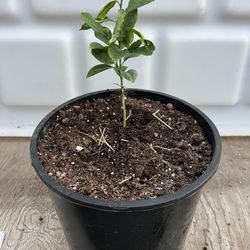 Lemon Tree From Seed 