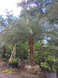 Sylvester palm 🌴 6'ft trunk $1200