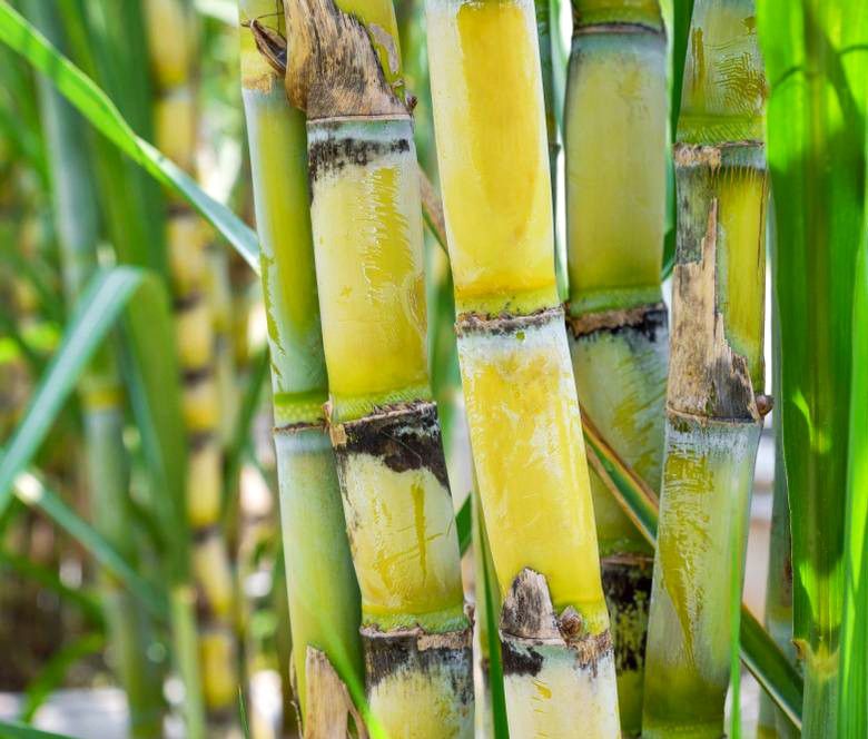  Sugar Cane Plant Cuttings (4-8" in.) 🎋