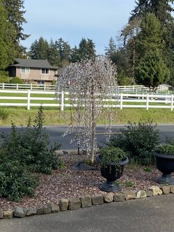 Weeping Cherry Baby Trees