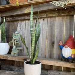 Indoor Mother-in-Law or Snake Plant