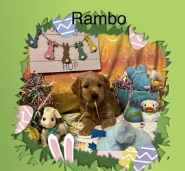 Stuffed 😉 Golden Retriever Puppies 🐶