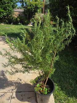 Rosemary Plant  Medesinal