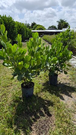 Plantas de Clusias para privacidad instantánea.  Con instalación! 3-4 pies de altura de la planta sin Contar la Altura del pote.