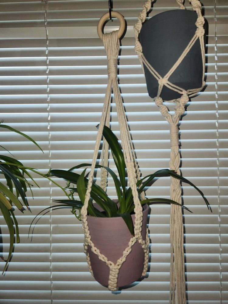 Spider Plant With Macrame Plant Hanger