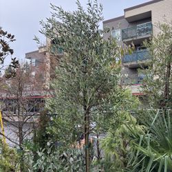 European fruiting Olive Std. Tree Form 15gal. Olea Europaea ‘Mission’