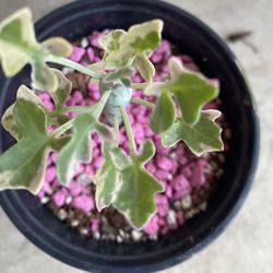 Variegated Korean Senecio Plant, In 4 Inch Pot Pick Up Only