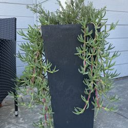 A Whole Bag Full Of Succulents Cuttings Only $3! 