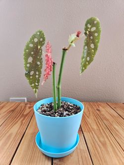 Begonia Maculata (Blue pot-A)