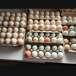 Free Range Duck/chicken Eggs 